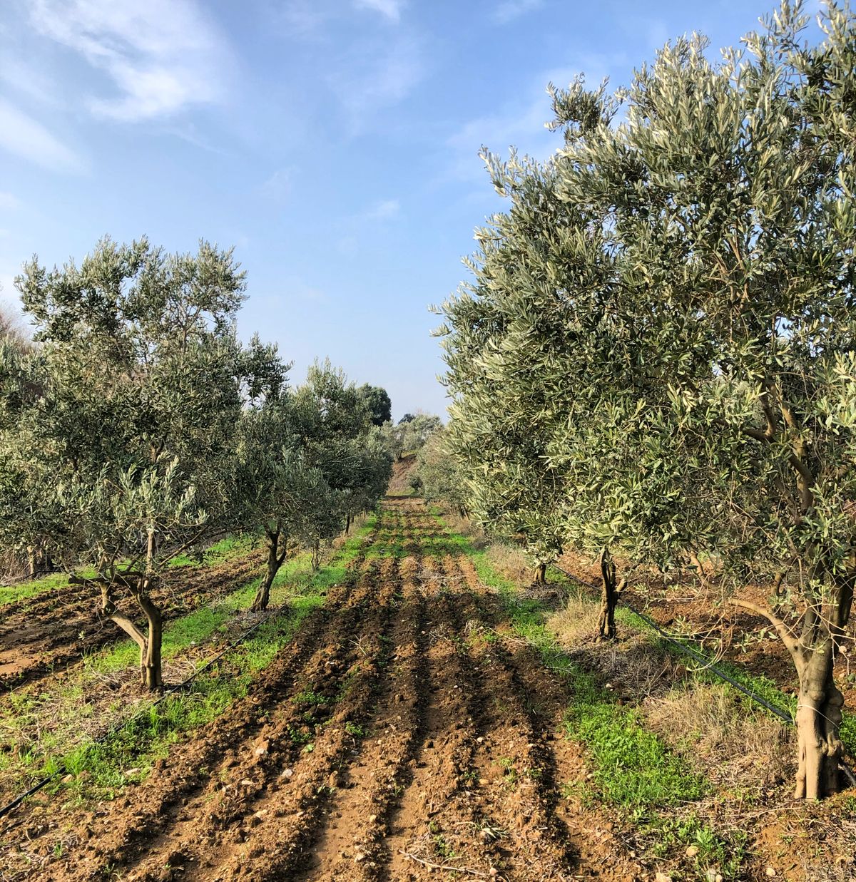 Attuda yamaçlarındaki zeytin bahçesinden bir sıra ağaç